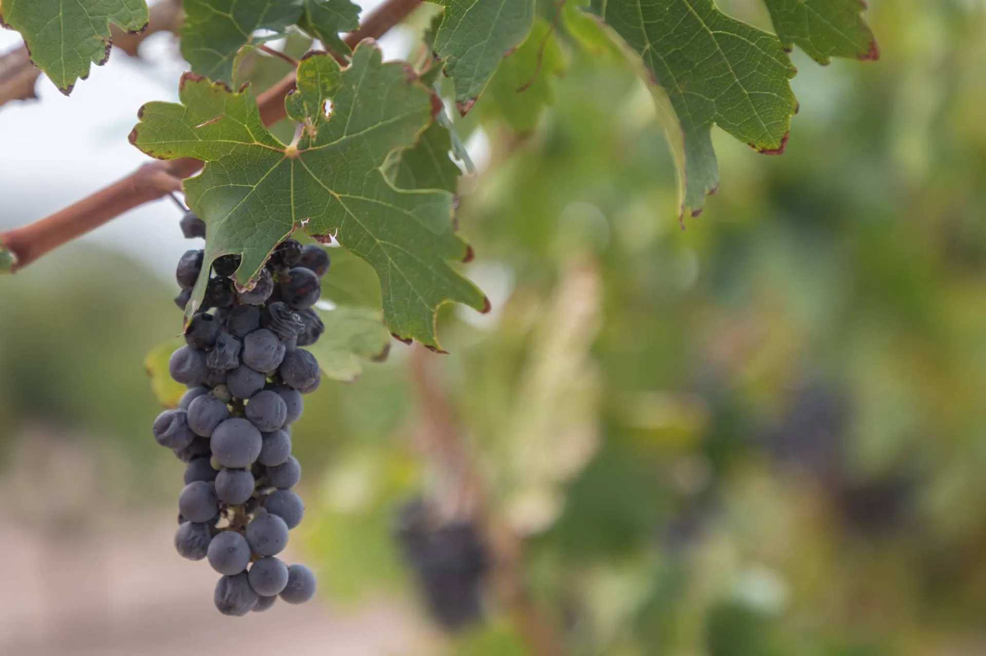 Uvas en el viñedo, Sierto, General Cepeda, Coahuila